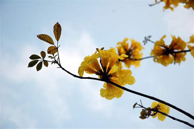 黄花风铃木